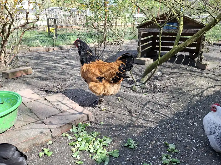 Huhn Henriette