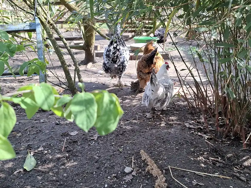 Huhn 2