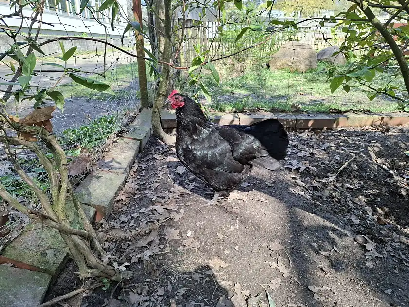 Huhn 3 Melody