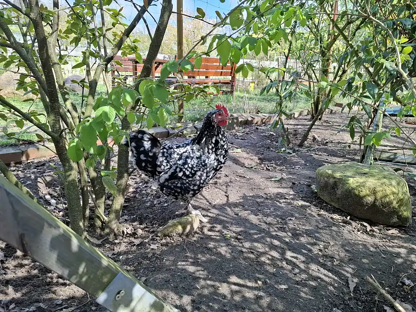 Huhn 4 P&uuml;nktchen